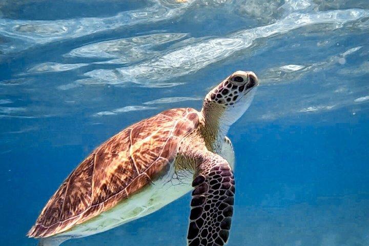 Aruba Turtle Snorkeling Private Tour with Underwater Footage