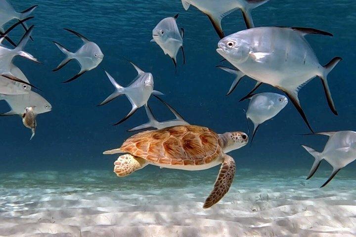 Aruba Turtle Snorkeling Private Tour with Underwater Footage