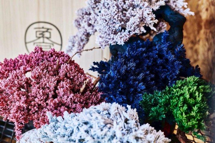 Bonsai Making Workshop and Take Home in Arashiyama Kyoto