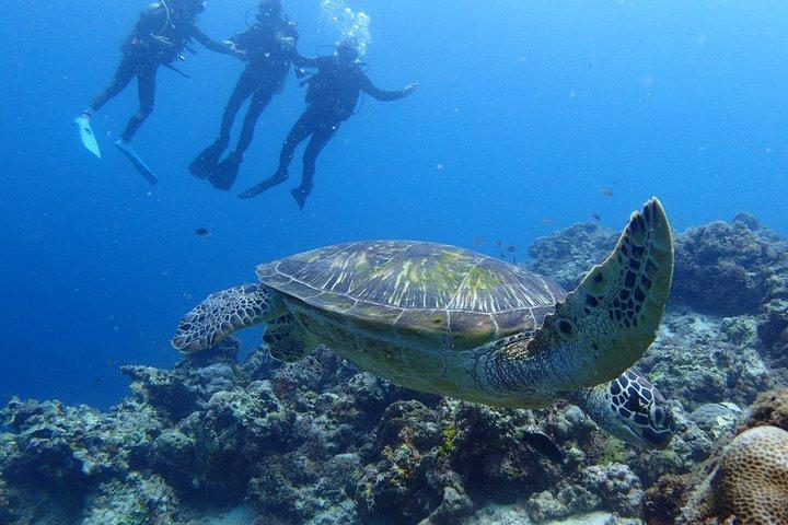 Fun Boat Dive for certified diver