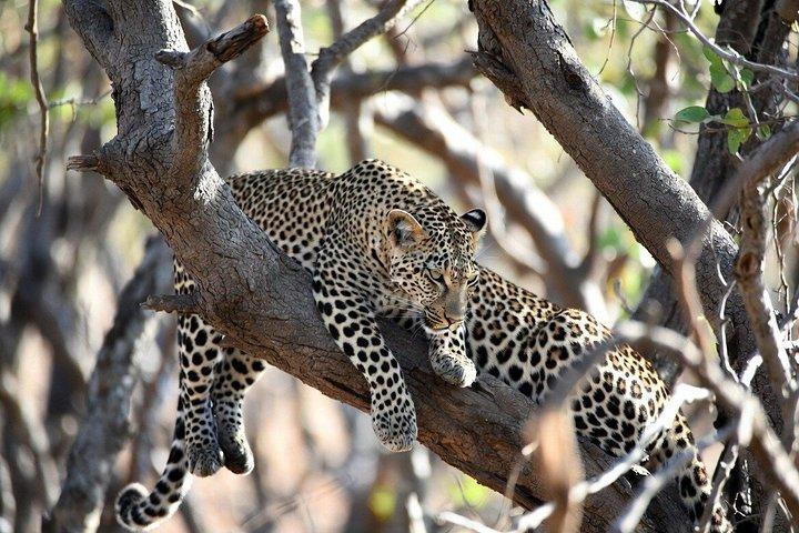 スリランカ旅行ガイド7日間の文化サファリとビーチサーフィン