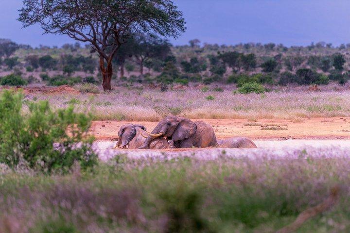 3 - Tag Tsavo East & West Wildlife Sanctuary Safari Experience.