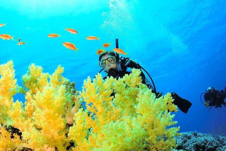 Nha Trang Snorkeling Tour with BBQ Lunch at Coral Reef