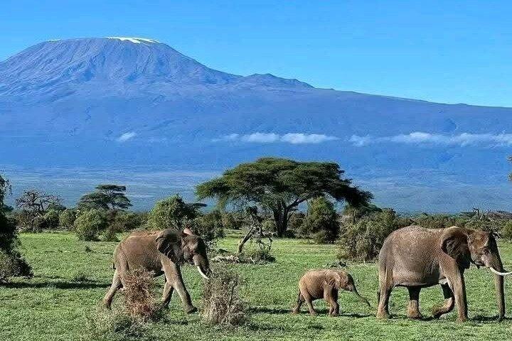 4 dagars Amboseli National Park Safari från Nairobi