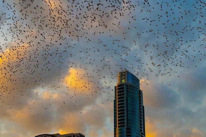 Guided Sunset Bat Kayak Tour in Austin