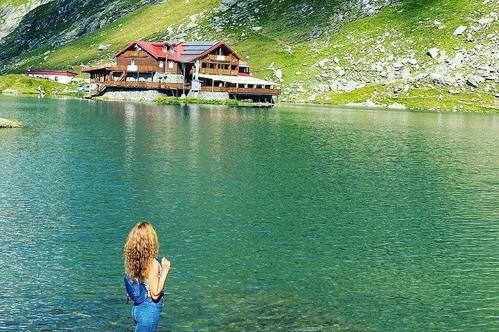 Transfagarasan Road Wild Bear Experience de Brasov