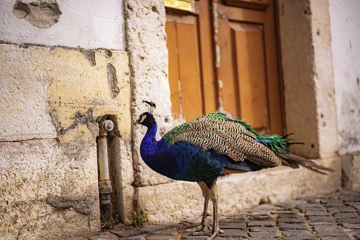 アルファマ・フォトウォーク－地元ガイドによるリスボン写真体験