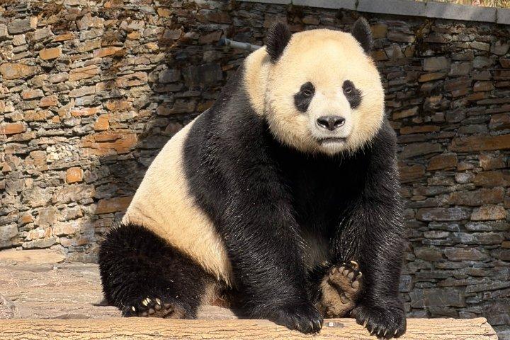 オプショナルプライベートツアー付き成都パンダベースチケット