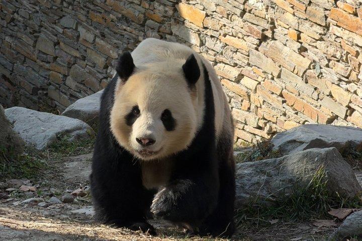 Billets de base pour le panda de Chengdu avec visite privée en option