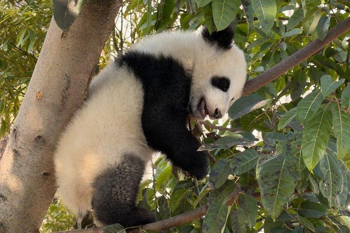 Billets de base pour le panda de Chengdu avec visite privée en option