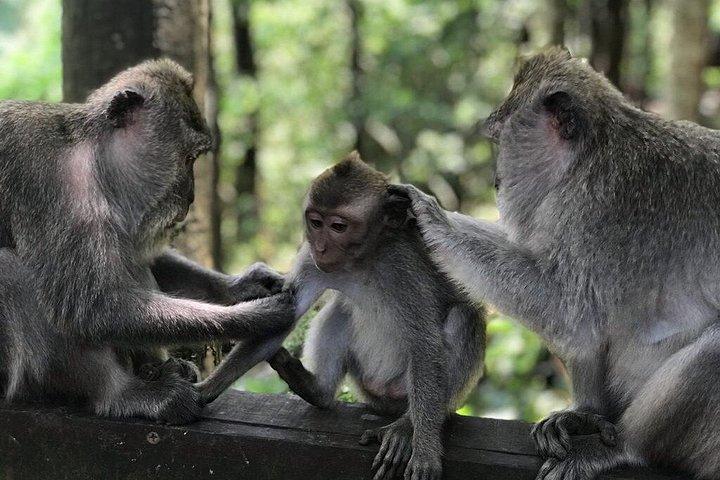 Privato Migliore di Ubud: Monkey Forest, Terrazze di Riso e Cascata