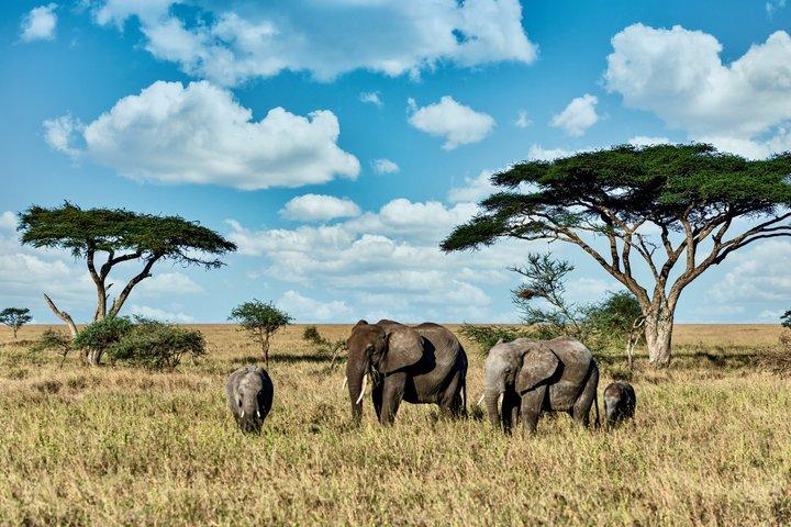 8 dagars Serengeti äventyr