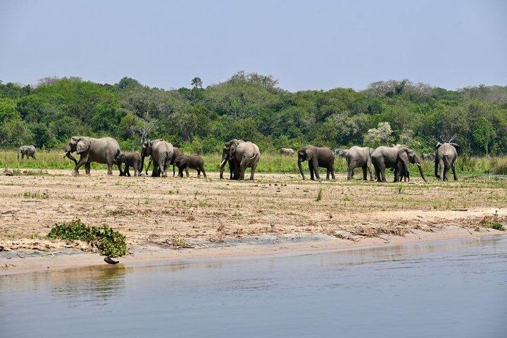 8 Dias em Uganda: Chimpanzés, Big Five e Cataratas