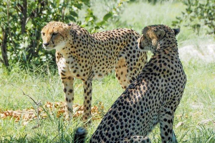 Città del Capo Safari Signature Trip 8 giorni di cultura e fauna selvatica