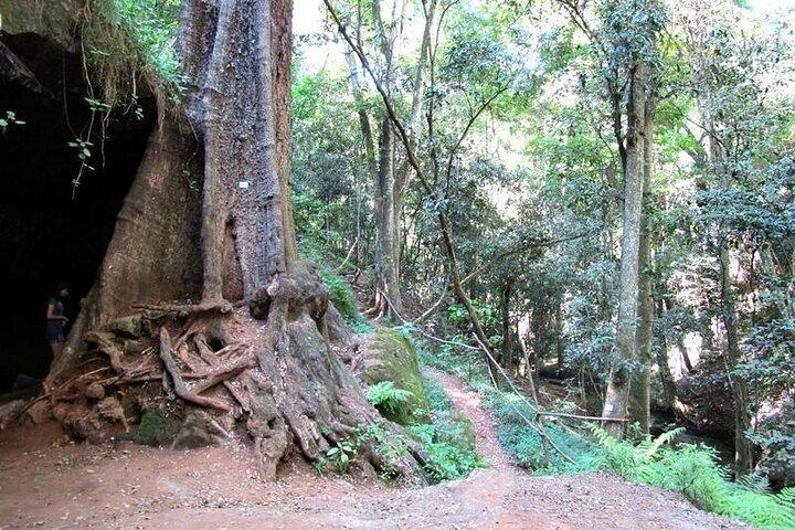 Visita guiada al bosque de Karura y cascada