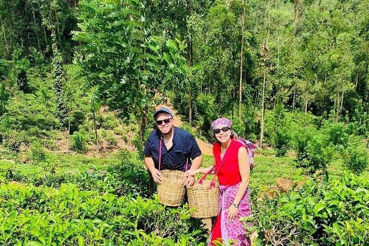 Greenwood Tea Plantation Tour in Nawalapitiya Sri Lanka