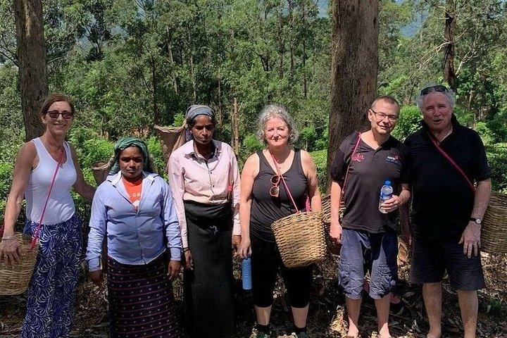 Greenwood Tea Plantation Tour in Nawalapitiya Sri Lanka