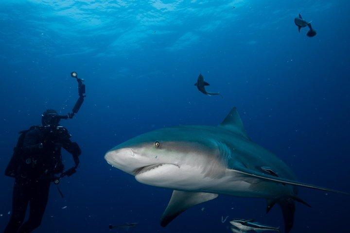 Aliwal Shoal Shark Dykning