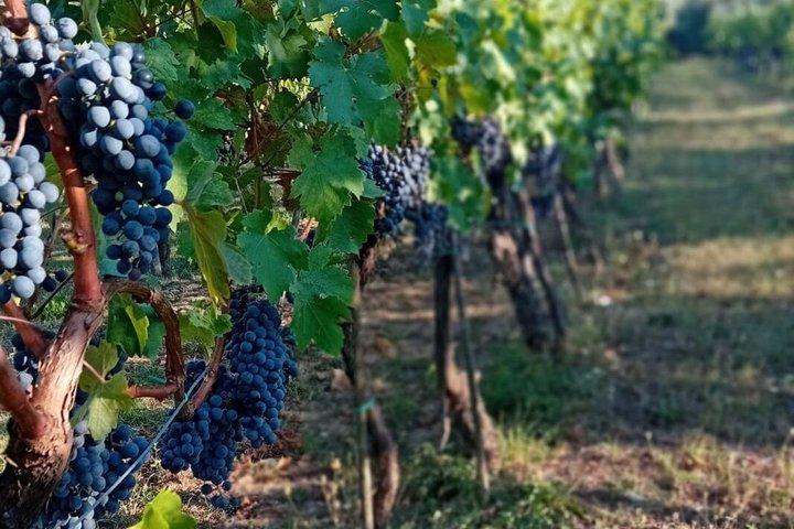 Tasting in the Farm of Wines Oil and Local Products