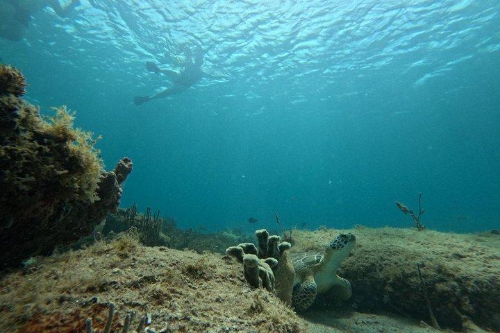 Vieques : Excursion en petit groupe pour observer les tortues marines en plongée avec tuba, photos et collations