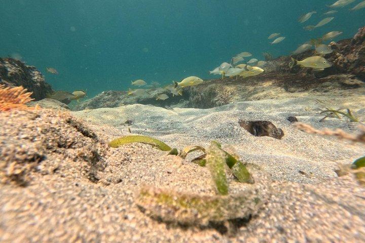 Vieques : Excursion en petit groupe pour observer les tortues marines en plongée avec tuba, photos et collations