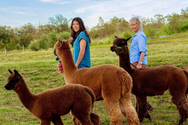 Maui Alpaca e Angora Bunny Farm Experiência