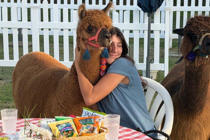 Maui Alpaca e Angora Bunny Farm Experiência