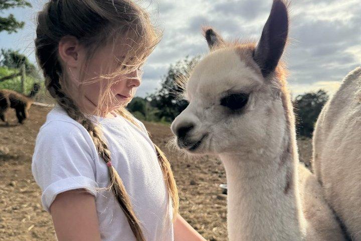 Maui Alpaca and Angora Bunny Farm Experience