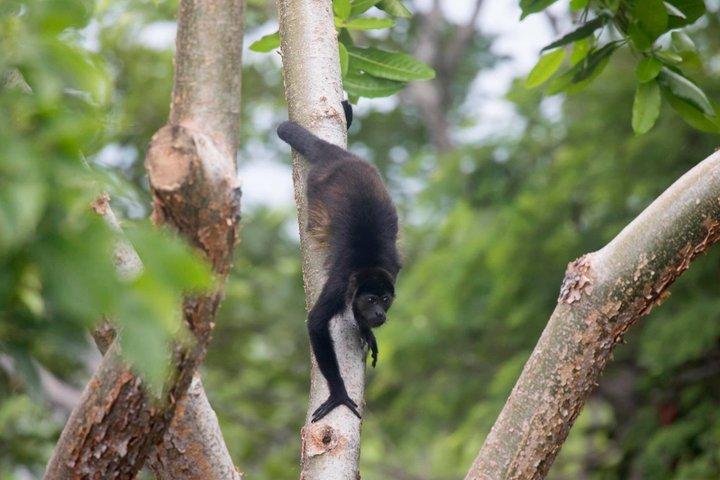 Sloth encounter, Waterfall & Horseback Riding at the Rain Forest