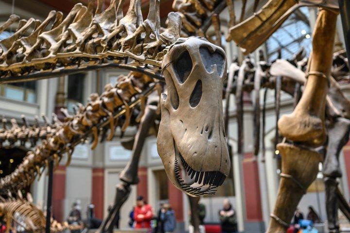 Natural History Museum Guided Tour of London with Fast Entry
