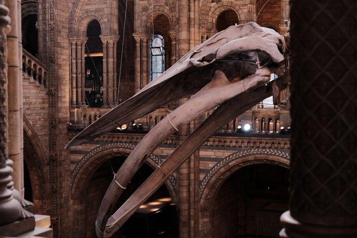 Natural History Museum Guided Tour of London with Fast Entry