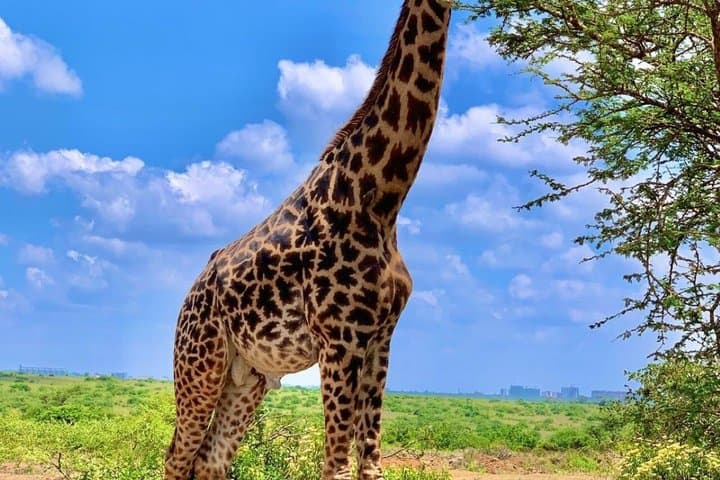 3-Day Masai Mara Private Luxury Safari