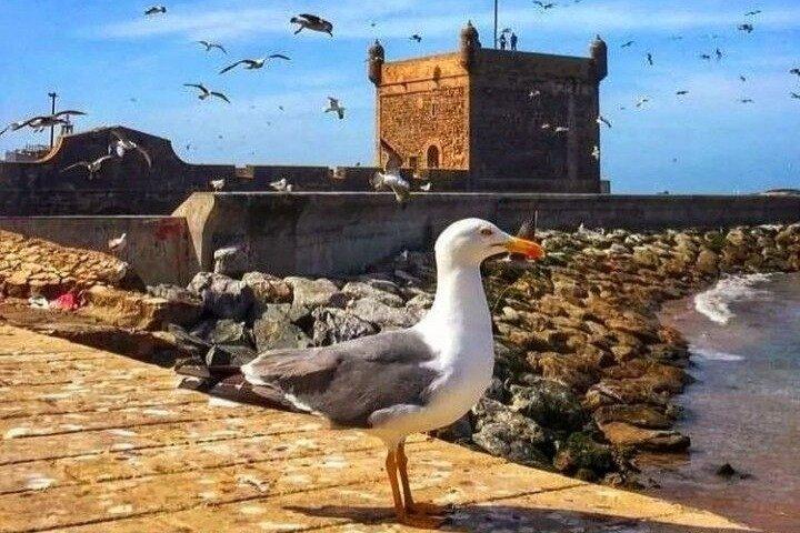 Van Marrakesh: 1-daagse groepsreis naar Essaouira