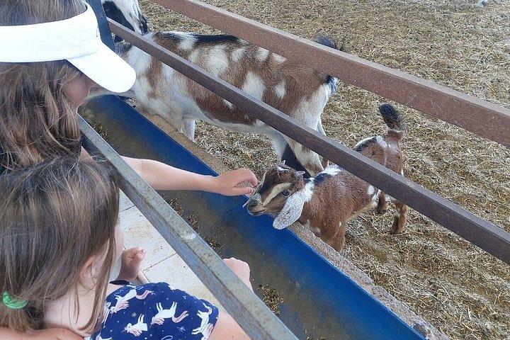 フェルテベントゥラ島での朝食付きチーズ作りワークショップ