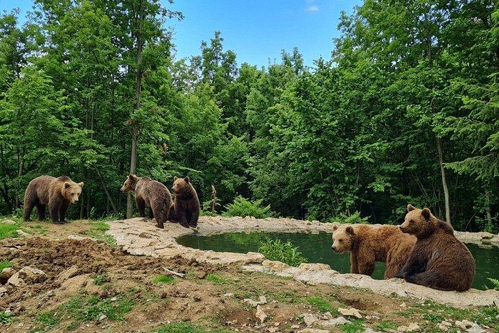 ブカレスト発ブラン城＆クマの聖地小グループツアー
