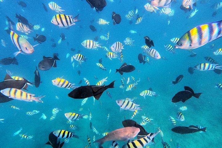 【午後】日本語で安心！パラダイスホヌシュノーケリング 思い出の水中写真データプレゼント‼