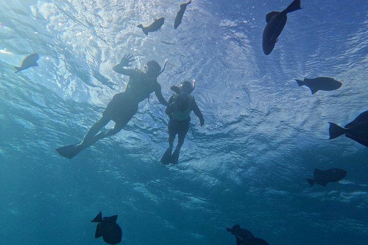 【午後】日本語で安心！パラダイスホヌシュノーケリング 思い出の水中写真データプレゼント‼