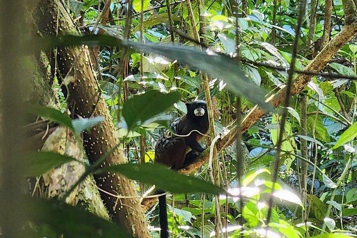 Iquitos : モンキーアイランドアドベンチャーなど終日