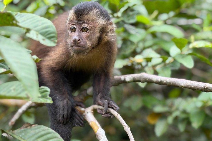 Iquitos : モンキーアイランドアドベンチャーなど終日