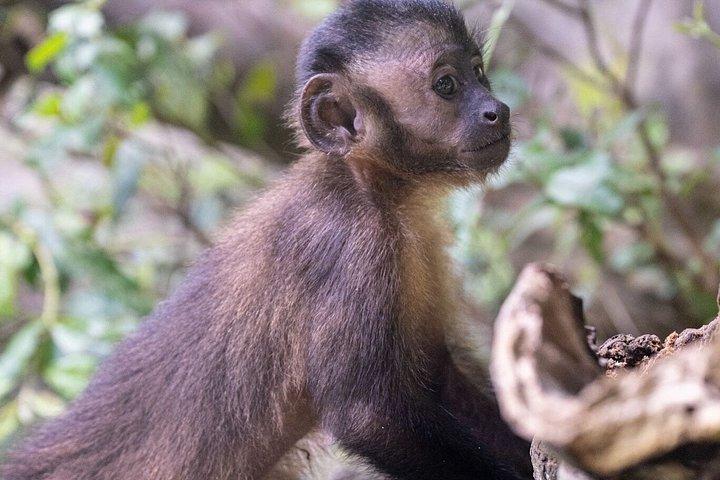 Iquitos : モンキーアイランドアドベンチャーなど終日