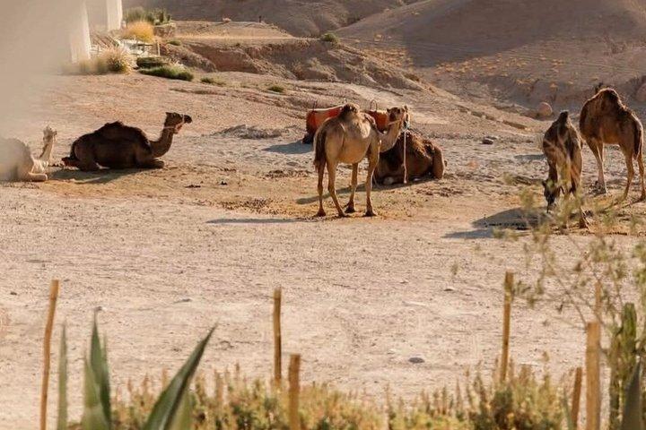 Agafay Desert Experience Quad CamelRide and Dinner from Marrakech