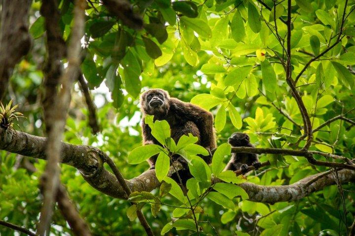 Howler Monkey Trail e Cacao Farm Experience da Guayaquil