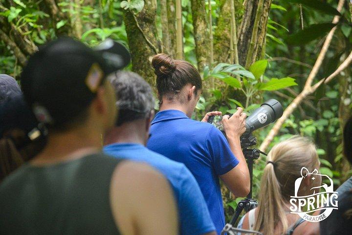 4 in 1 Sloth Encounter, Rio Celeste, Waterfalls, Rainforest tour