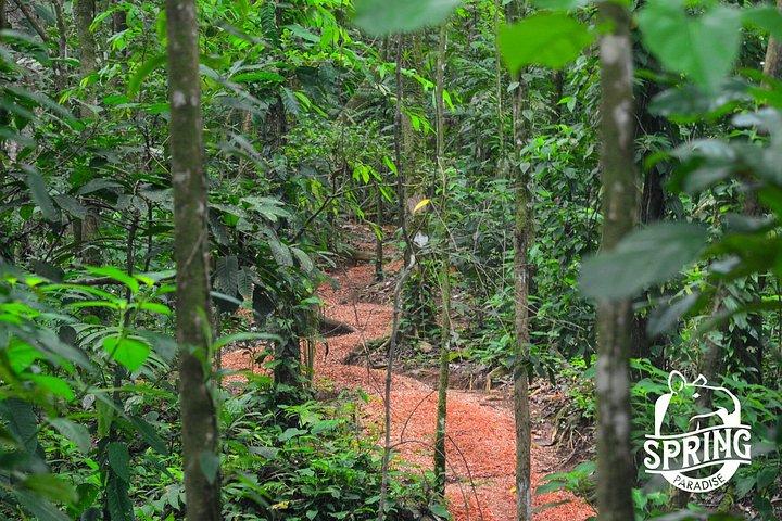 4 in 1 Sloth Encounter, Rio Celeste, Waterfalls, Rainforest tour