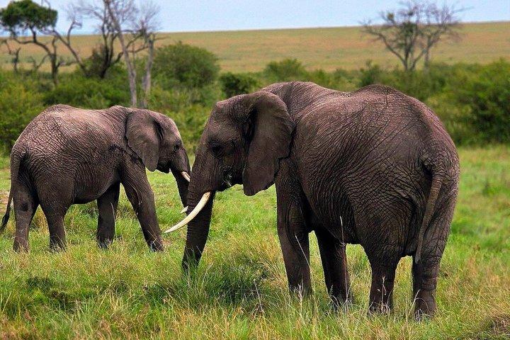 Safari Privado Económico Masai Mara de 3 Días - Tour Clásico en Jeep 4x4