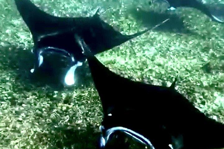 バリ島発コモドツアー日帰りツアー（飛行機とプライベートボート付き）