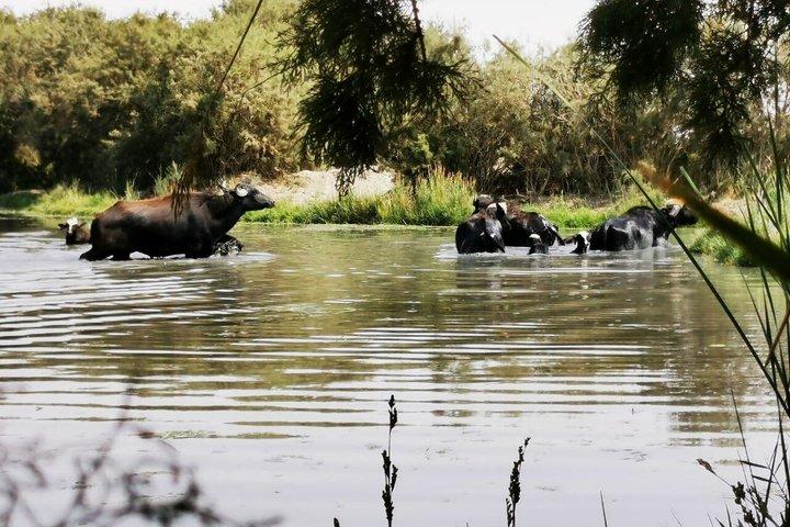 Excursão privada aos castelos do deserto na Jordânia Oriental com visita opcional ao Azraq Wetland