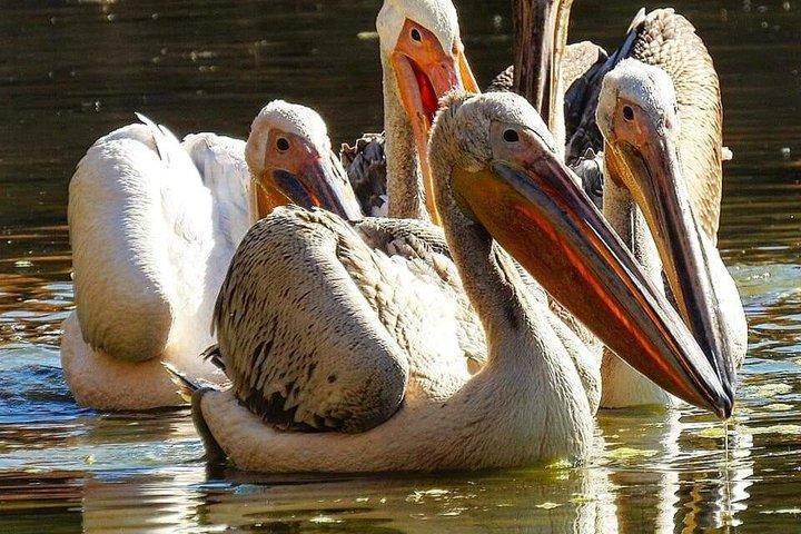 Excursão privada aos castelos do deserto na Jordânia Oriental com visita opcional ao Azraq Wetland