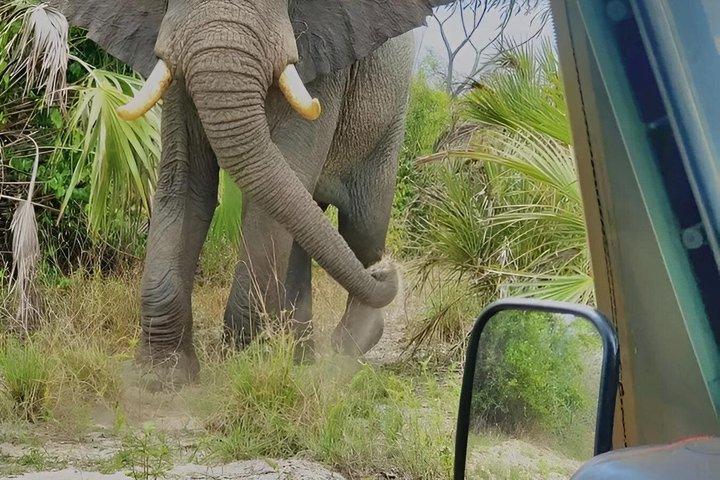Safari animalier Mikumi et Game Drive avec déjeuner de Dar es salaam