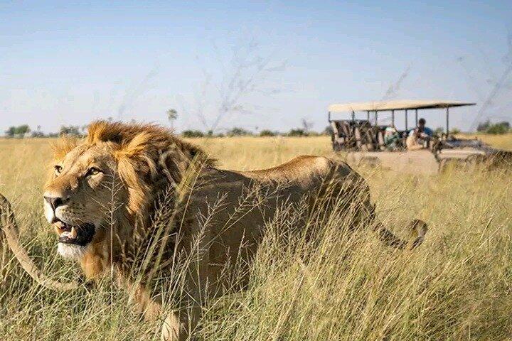 Safari animalier Mikumi et Game Drive avec déjeuner de Dar es salaam
